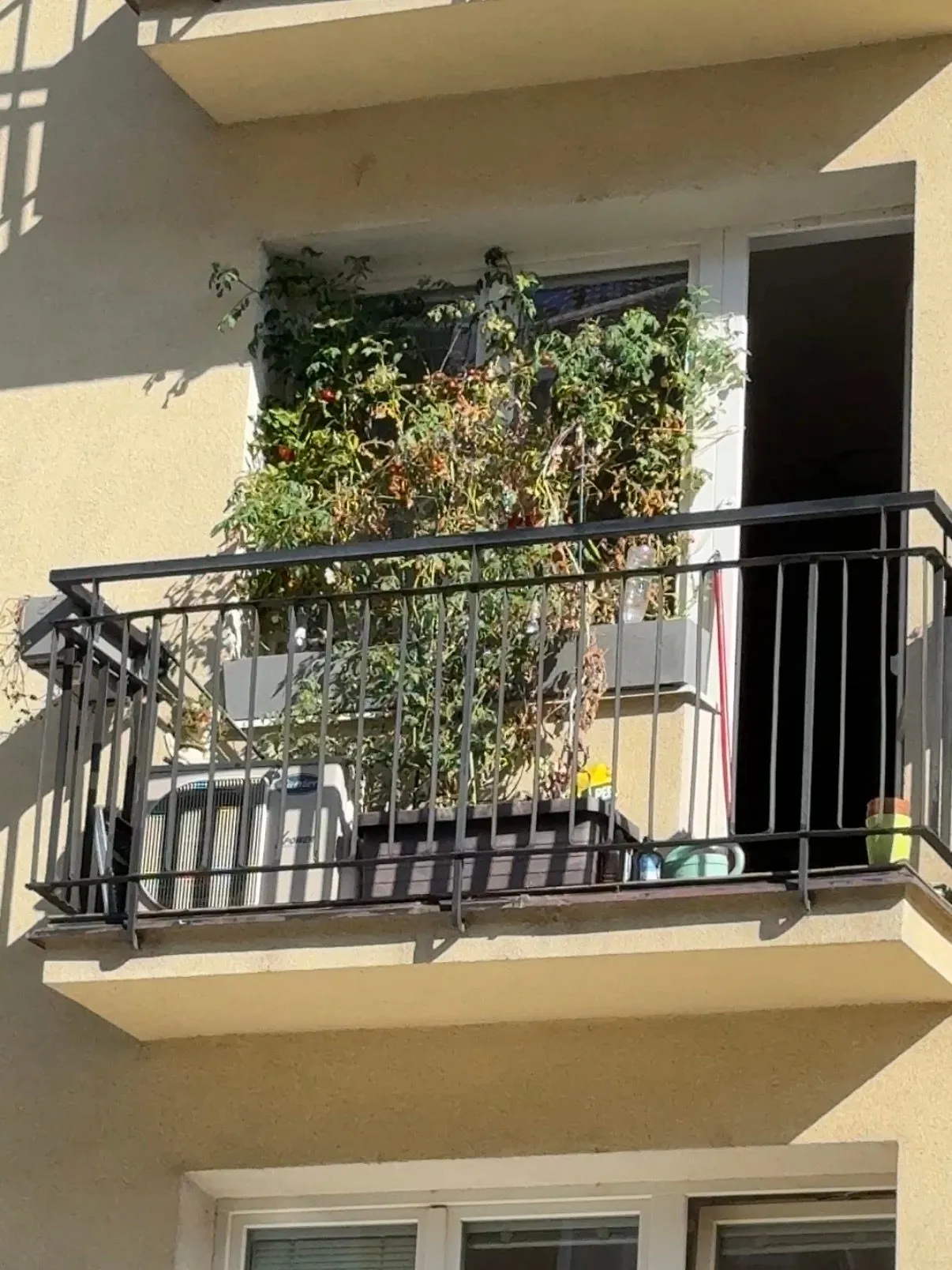 Un balcon abandonné, tomates grillées et desséchées sur leur tuteur