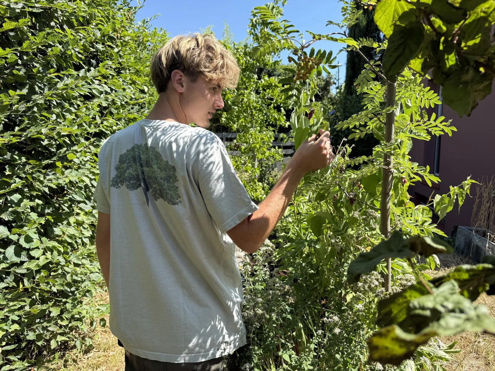 Eloy examine l’arbre aux faisans dans le jardin-laboratoire