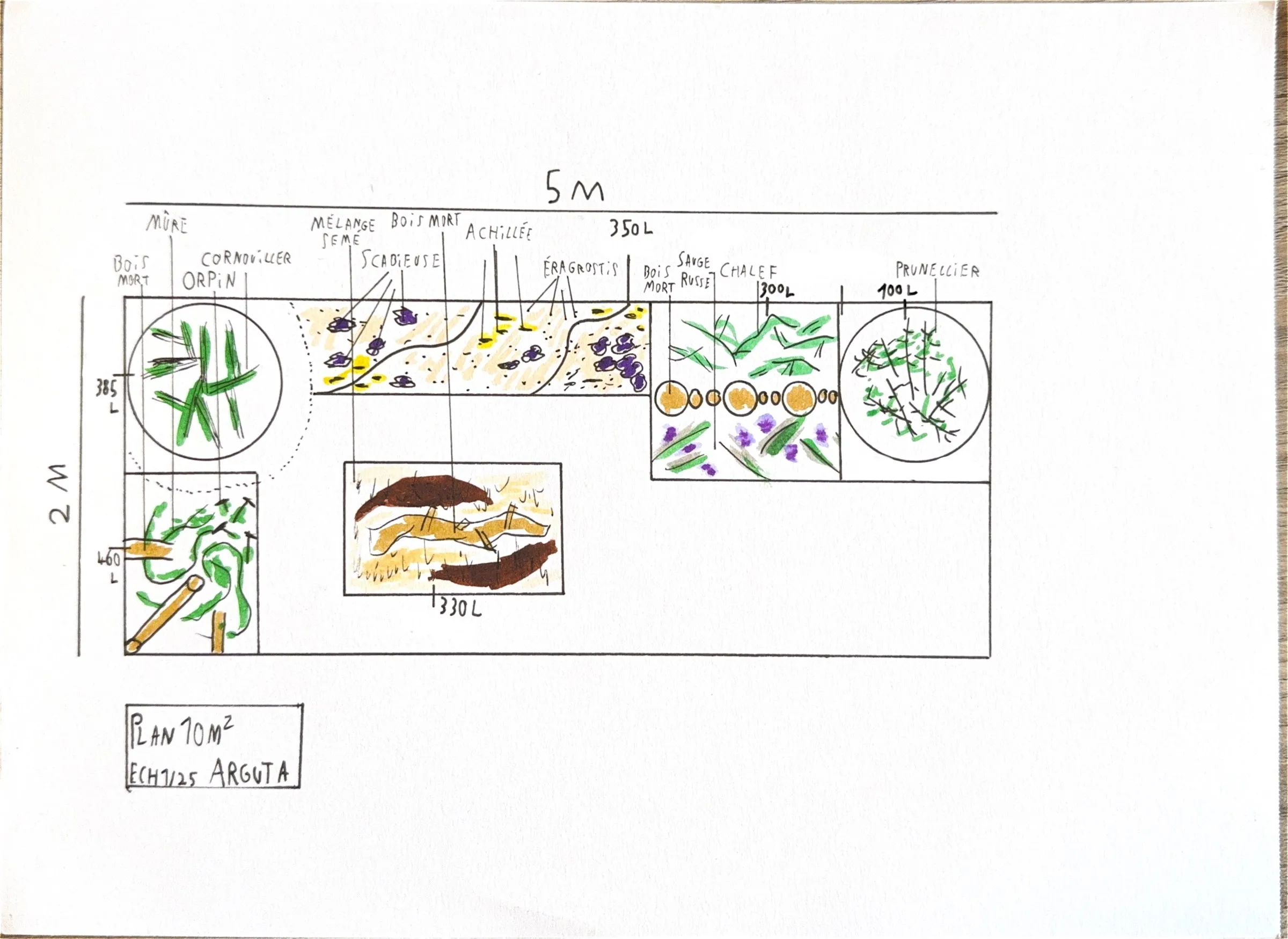 Un plan de plantation Arguta sur 10 m², dessiné au crayon et aux feutres