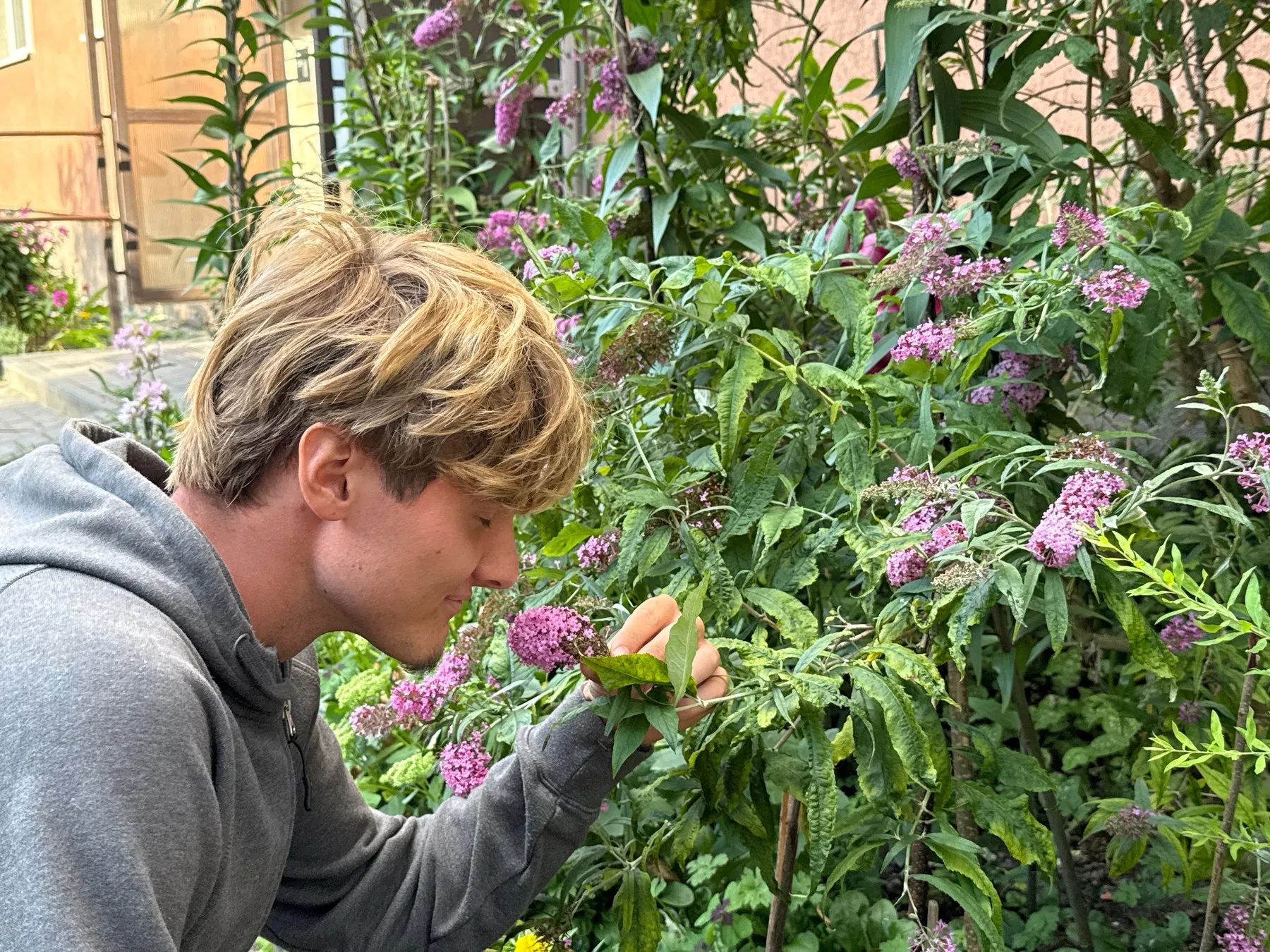 Eloy sent les fleurs d’un buddleia dans son jardin