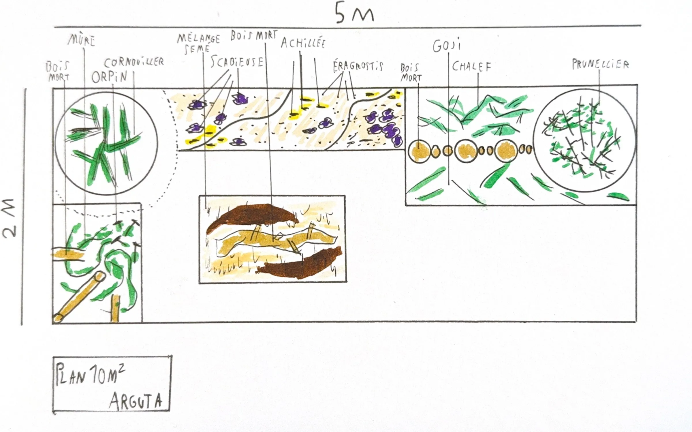 Un plan de plantation Arguta sur 10 m², dessiné et peint à la main, illustration de l’offre L’Esquisse