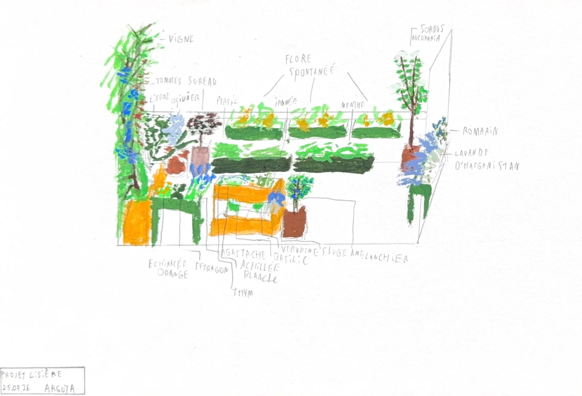 Le Projet Lisière, un plan de plantation Arguta dessiné et peint à la main