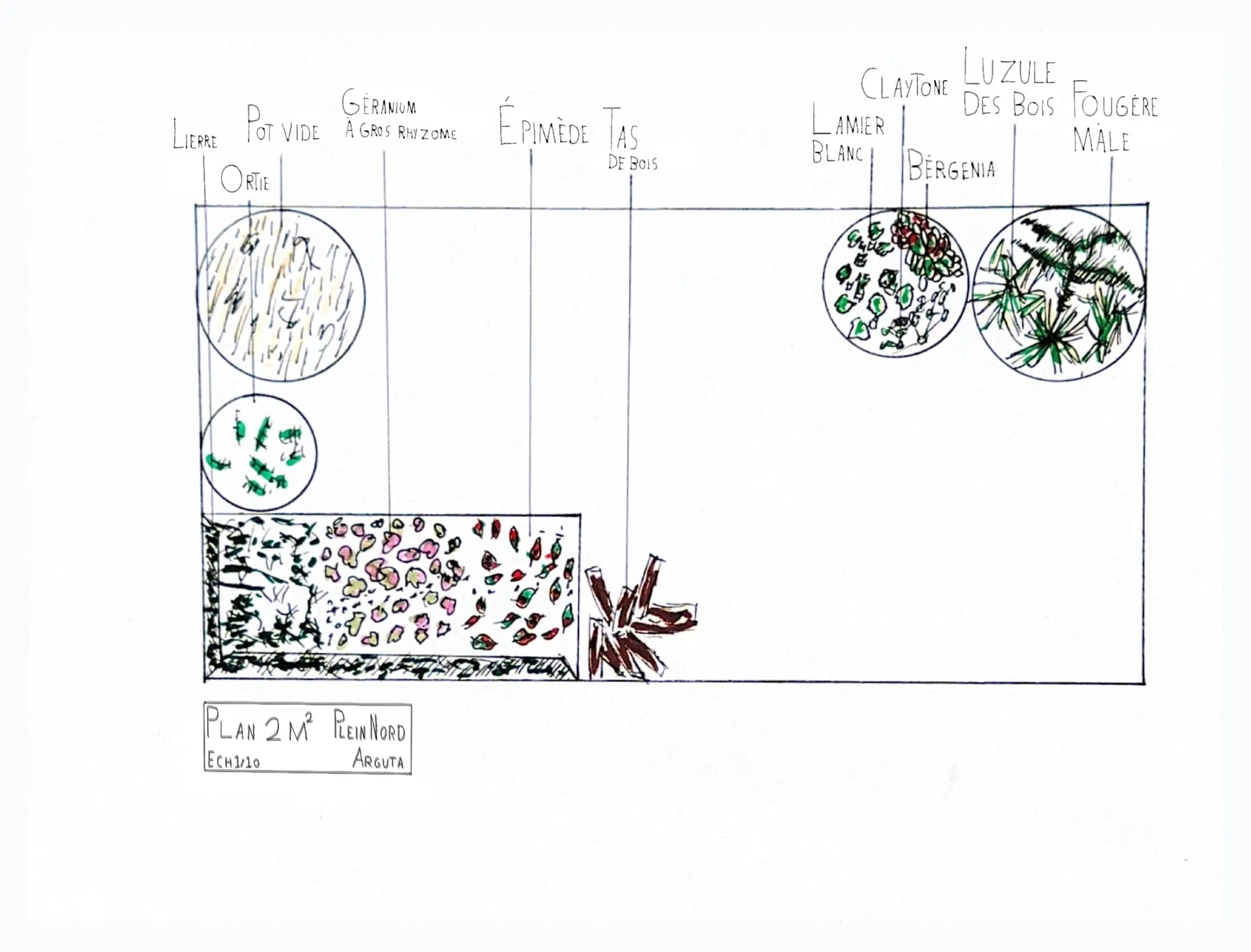 Un plan de plantation Arguta sur 2 m², dessiné et peint à la main, illustration de l’offre L’Esquisse
