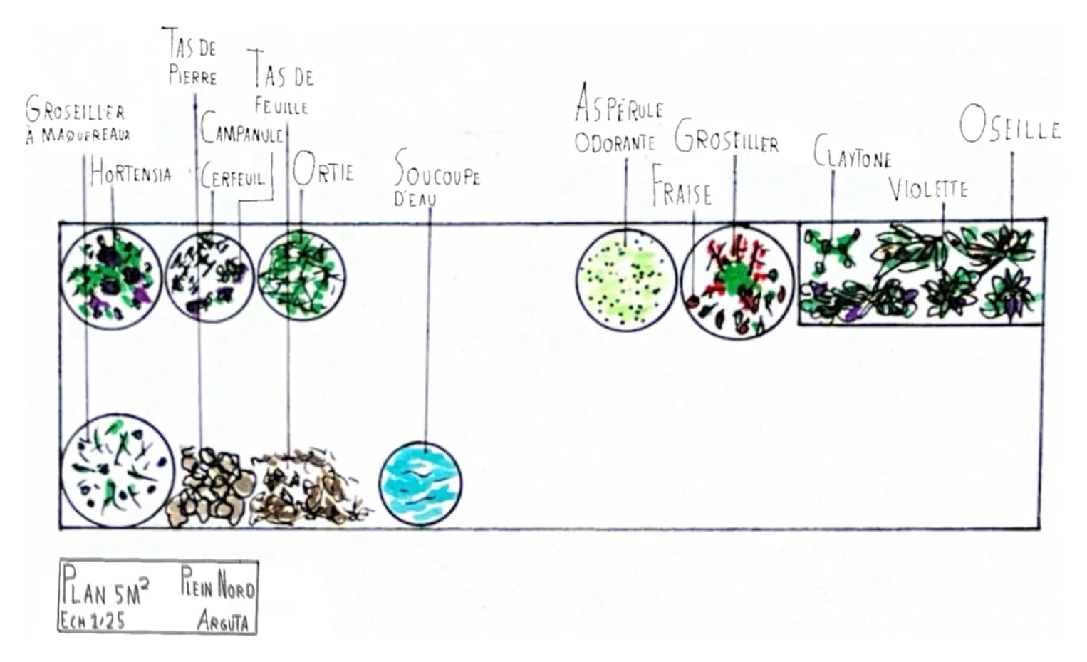 Un plan de plantation Arguta sur 5 m², dessiné au crayon et aux feutres