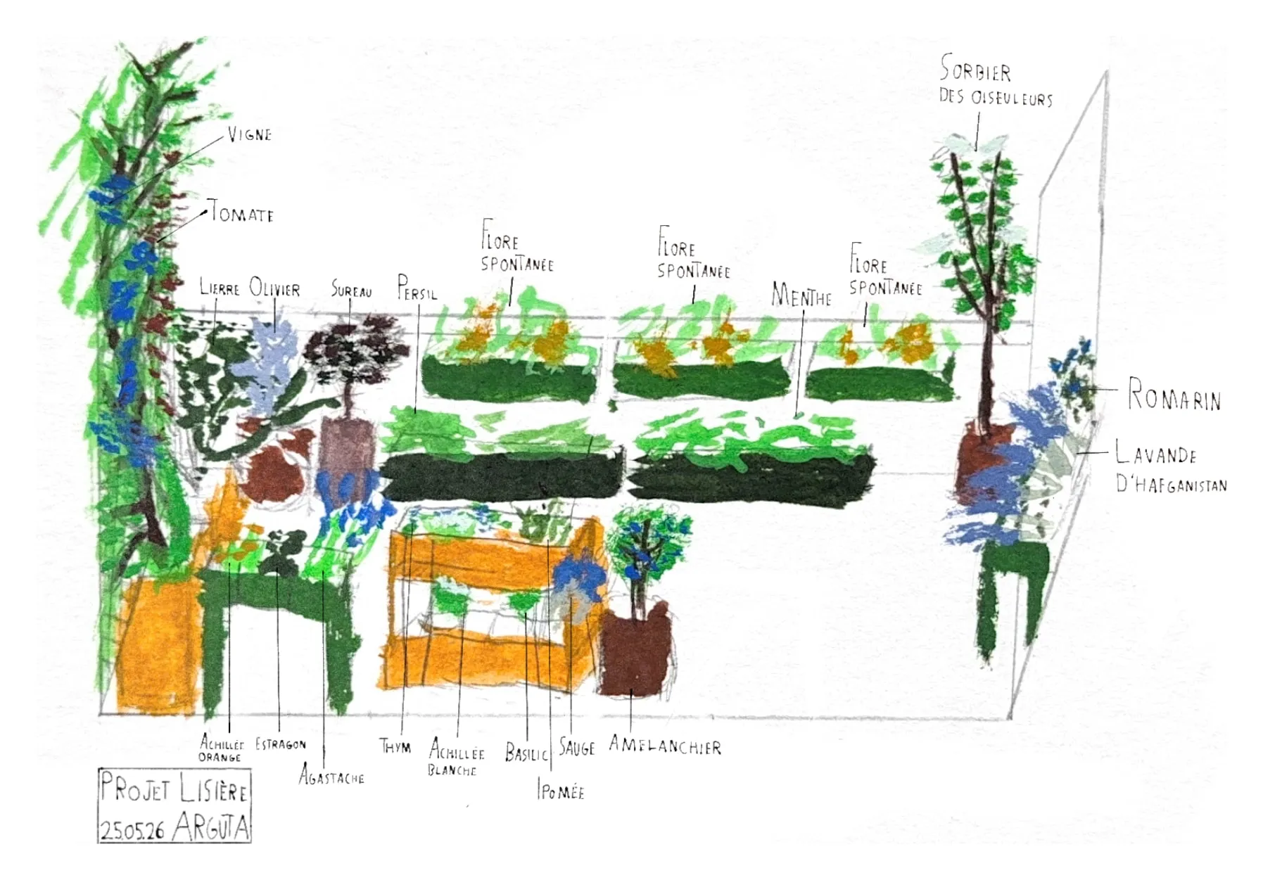 Le Projet Lisière, une élévation Arguta peinte à la main : chaque plante est nommée