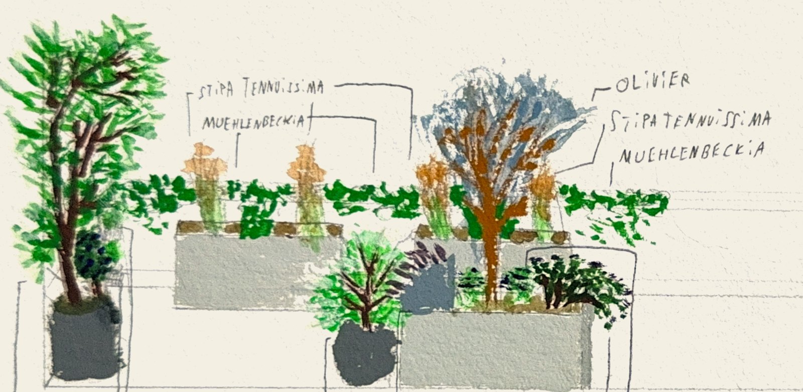 Planche de conception Arguta peinte à la gouache : plantes en bacs sur un balcon plein sud à Genève